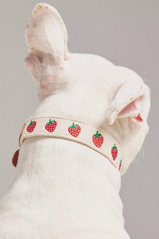 By Anthropologie Icon Pet Collar