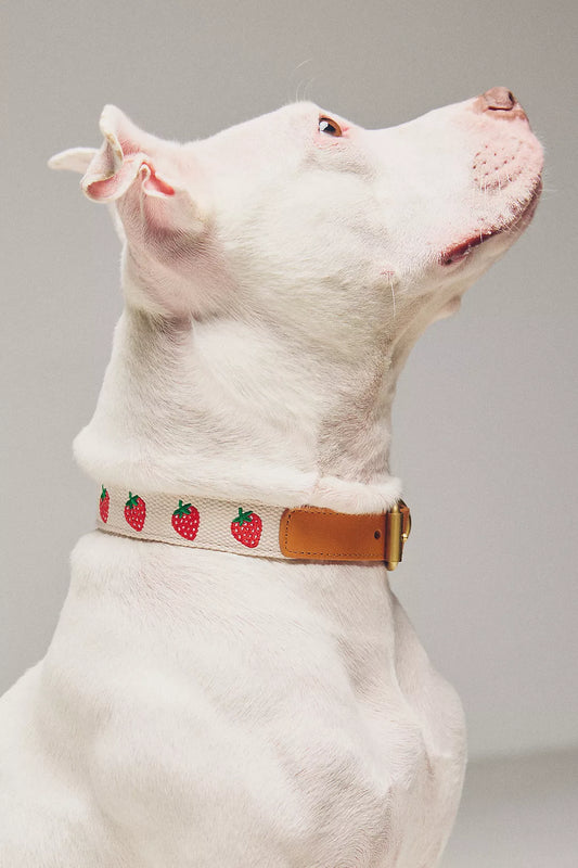 By Anthropologie Icon Pet Collar